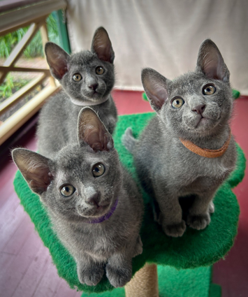 Blossom's kittens at 7 weeks